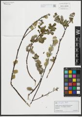 Foto von Salix salviifolia Brot.